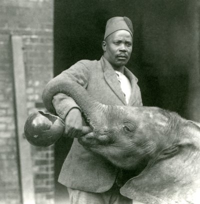 Le jeune éléphant africain Kiberenge recevant une boisson de Darisha, zoo de Londres, septembre 1923 - Frederick William Bond